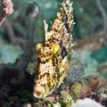 Tropical fish Filefish Royalty Free Stock Photo