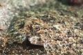 Tropical fish Flatfish Royalty Free Stock Photo