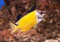 Tropical fish Foxface Lo tabbitfish, Siganus vulpinus