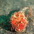 Tropical fish frogfish Royalty Free Stock Photo