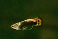 Tropical fish Guppy Royalty Free Stock Photo