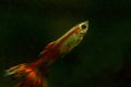 Tropical fish Guppy Royalty Free Stock Photo