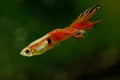 Tropical fish guppy