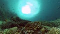 Underwater scene with coral reef and fish.