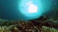 Underwater scene with coral reef and fish.