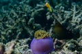 Tropical fish hunting near beautiful corals in the indian ocean at Maldives