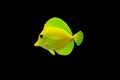 Tropical Fish isolated Royalty Free Stock Photo