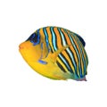 Tropical fish isolated Royalty Free Stock Photo