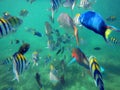 Tropical fish, Koh Phi Phi Don Island, Andaman Sea, Thailand Royalty Free Stock Photo