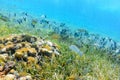 Tropical fish live near the mayan ruins off the coast of Cozumel. Royalty Free Stock Photo