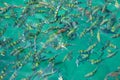 Tropical fish near the water surface, Andaman Sea coast of Thailand Royalty Free Stock Photo