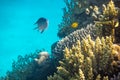 Tropical fish in the ocean. Beautiful Silver Moonfish Moony, Monodactylidae in Red Sea near coral reef. Hard corals, underwater Royalty Free Stock Photo