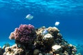 Tropical Fish In The Ocean. Beautiful Silver Moonfish Moony, Monodactylidae In The Red Sea Near Coral Reef. Purple Hard Corals Royalty Free Stock Photo