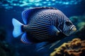 Tropical fish over coral reef Royalty Free Stock Photo