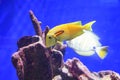 Tropical fish over coral reef Royalty Free Stock Photo