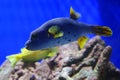 Tropical fish over coral reef Royalty Free Stock Photo