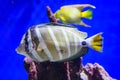 Tropical fish over coral reef Royalty Free Stock Photo