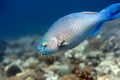 Tropical fish Parrotfish.