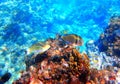 Tropical fish parrotfish swimming among corals