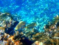 Tropical fish parrotfish swimming among corals