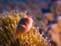 Tropical fish Pink clownfish