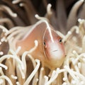 Tropical fish Pink clownfish