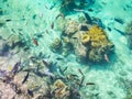 Tropical Fish Pond at Intercontinental Resort and Spa Hotel in Papeete, Tahiti, French Polynesia Royalty Free Stock Photo