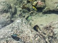 Tropical Fish Pond at Intercontinental Resort and Spa Hotel in Papeete, Tahiti, French Polynesia Royalty Free Stock Photo