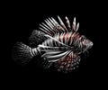 Tropical fish. Portrait of a lionfish on a black background Royalty Free Stock Photo