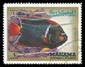 Tropical Fish, R. Squatina