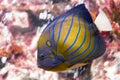 Tropical fish at Rayong aquariums, Thailand Royalty Free Stock Photo