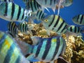 Tropical fish, red sea in Sharm el Sheikh Royalty Free Stock Photo