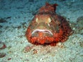 Tropical fish scorpionfish