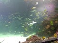 Tropical Fish in Aquarium
