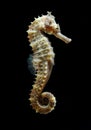 Tropical fish, seahorse on black background