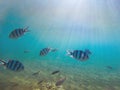 Tropical fish Sergeant in shallow water under sunlight. Underwater photo with coral fishes colony. Royalty Free Stock Photo