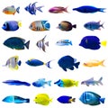 Tropical fish set Royalty Free Stock Photo