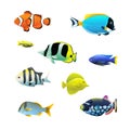 Tropical fish set Royalty Free Stock Photo