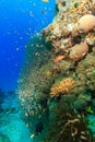 Tropical fish swim around a thriving coral pinnacle Royalty Free Stock Photo