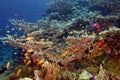 Tropical fish swim over hard corals. Underwater photography
