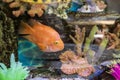 Tropical fish swimming in aquarium with corals and algae Royalty Free Stock Photo