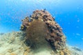 Tropical fish swimming around a coral pinnacle Royalty Free Stock Photo