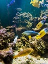 Tropical fish swimming in saltwater fish tank Royalty Free Stock Photo