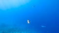 fish swims out of the blue sea background, swims straight into the camera with a menacing look