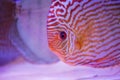 tropical fish of the Symphysodon discus spieces Royalty Free Stock Photo