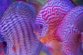 tropical fish of the Symphysodon discus spieces Royalty Free Stock Photo