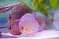 tropical fish of the Symphysodon discus spieces Royalty Free Stock Photo