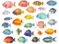 Tropical fish Royalty Free Stock Photo