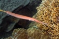 Tropical fish Trumpetfish Royalty Free Stock Photo