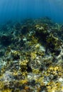 Tropical fish underwater in the ocean on a coral reef Royalty Free Stock Photo